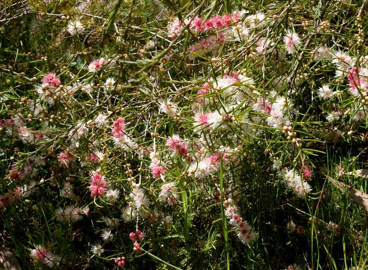 Image of Hypocalymma angustifolia 'Powder Puff'